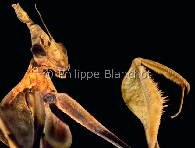 Gongylus gongylodes.JPG - in "Portraits d'insectes" ed. SeuilGongylus gongylodesEmpuse gongylodeWandering violinDictyopteraEmpusidaeInde